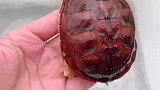 红宝石名龟“百色闭壳龟”
