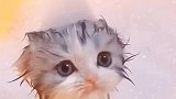 小奶猫洗澡澡