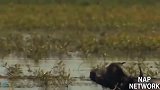 动物世界：水牛攻击狮子与鳄鱼搏斗