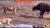 牛老二的皮是真厚啊，五六个狮子楞是没把它咋地，狮子多了不怕咬