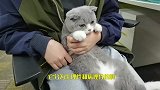 为什么猫咪会有泪痕？详细了解猫咪泪痕的原因与去泪痕的应对措施