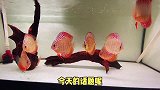 七彩神仙有多难养，热带鱼之王保姆级饲养攻略1，尽在观赏鱼世界