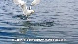 海鸥抓到一只章鱼，没成想却反被章鱼缠住反杀，镜头记录全程！