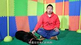 你家狗狗是否做过咬力控制训练【家有汪星人】第10集