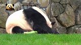 220斤的熊猫良浜坐在门口大块朵颐，好乖巧的胖墩儿，太可爱了