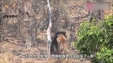 黑熊闯进居民后院，不料遇到一只猫，接下来请憋住别笑