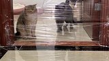 有些猫虽然智商堪忧，可是人家运气好呀，惊不惊喜？哈哈哈哈～vlog日常