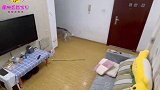 主人不在家，监控拍下哈士奇逆天举动，这狗怕是成精了