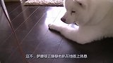 猫咪在家调皮捣蛋，萨摩耶一脸无奈：我就静静地看着你表演