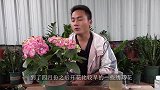 绣球花调蓝，只要“时机”抓得到位，花朵梦幻似调色板
