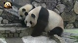 熊孩子又调皮了，走进池子里，邀请熊猫妈妈喝自己的洗脚水