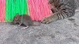 猫：你快跑，不然我可要抓你了！