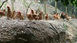 农村散养土鸡，养殖成本很高，几天就吃一包稻谷