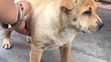 狗子：看够了没，看够了我就回家了！