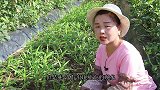 三伏天养空心菜，一般人都会这样做，生长才会旺