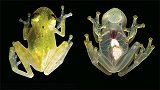 世界上最小的青蛙，模样碧绿可爱，皮肤透明，可清晰看到内脏！