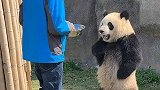 招人假扮熊猫工资30万以上？广州动物园：假的！