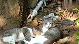 一对夫妻猫在一起生活，公猫竟然偷喝母猫的奶!镜头拍下全过程