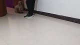 训练小狗滑滑板，很听话