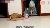 看你的脸我就能猜出你的名字！小奶猫：你咋知道我叫囧囧的