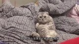 13只猫咪集体进食，突然2只猫咪大暴动，下一秒请憋住别笑
