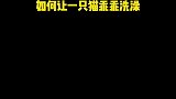 如何让一只猫咪洗澡