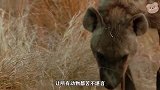 猎豹带幼崽逃离到鬣狗底盘，本以为可以饱餐一顿，结果是一场灾难