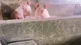 猪猪 ：小小的眼睛大大的疑惑，为啥我俩只能看着它们吃搞笑 沙雕 专治不开心