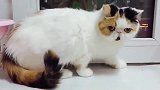 主人故意吓唬猫咪，猫咪表示你不知道我害怕吗