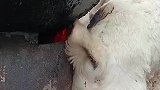 小羊在火炉边取暖，把自己都烧焦了