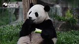 出生美国的大熊猫宝宝，回国后吃家乡的竹笋吃得津津有味