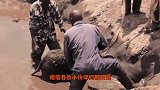 小伙假装失足落水，伸手向狮子求救，狮子的反应感动众人