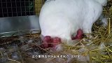 刚出生的兔宝宝还没睁开眼，兔妈妈就把它吃了，原因很感人