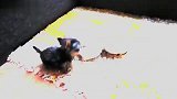 生活-世界上最小的狗