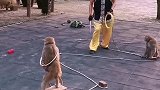 猴子上才艺