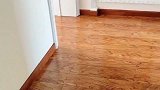鹿犬知道男主人发工资了，立马叼来搓衣板让女主跪，这波操作我服