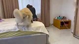 女主人故意不搭理金毛，狗子差点被气疯了