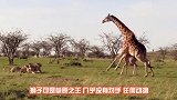 狮子埋伏羚羊，结果被带下山坡，好一招轻功