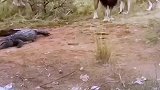 鳄鱼想下水逃跑，雄狮哪能让你跑了？