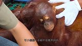 大火后小考拉失去了母亲，善良母狐狸给考拉宝宝喂奶，太感动了
