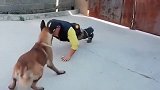 精力旺盛的马犬，脚软跟着主人做俯卧撑，这画面太搞笑了！