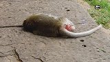 母猴难产，猴宝还没生出来就死了, 母猴也被折磨得奄奄一息