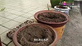 天台菜园种菜营养土怎样用最省？种豆角青瓜实例教学分享 快收藏
