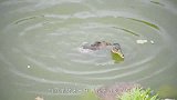 一只鸭子在水中剧烈挣扎，走近一看，这才发现真相！
