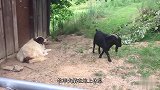山羊挑衅牧羊犬，牧羊犬一动不动，原因令人钦，镜头拍下全过程