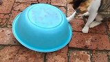 猫：我来看看盆子下面装的什么！