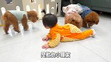 狗狗和人类幼崽的爬行比赛，猜猜看谁会赢小泰迪和宝宝太萌了！