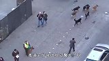8只恶狗围攻警犬！一旁大哥惩恶扬善，一招就让流浪狗吓破胆