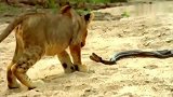 慢镜头中狮子被大蟒蛇咬到的瞬间