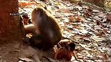 小猴子与猴子宝宝之间的革命友情深厚，即使猴子宝宝被按着咬